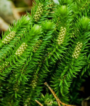 Lycopodium clavatum